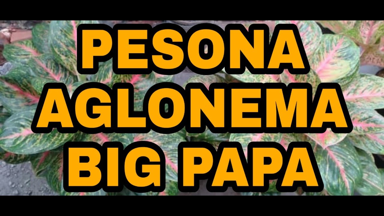 Detail Gambar Bunga Aglonema Big Papa Nomer 32