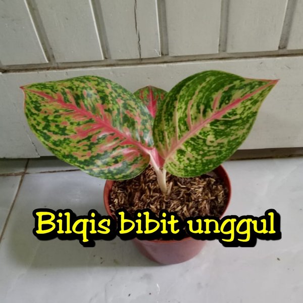 Detail Gambar Bunga Aglonema Big Papa Nomer 36