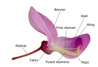 Detail Gambar Bunga Anggrek Beserta Bagian Bagiannya Nomer 8