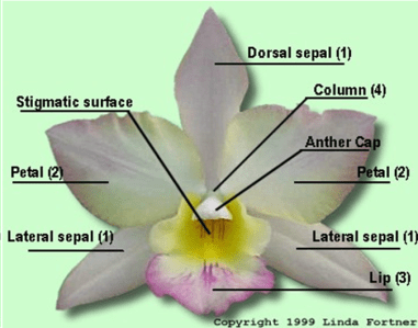 Detail Gambar Bunga Anggrek Beserta Bagian Bagiannya Nomer 10