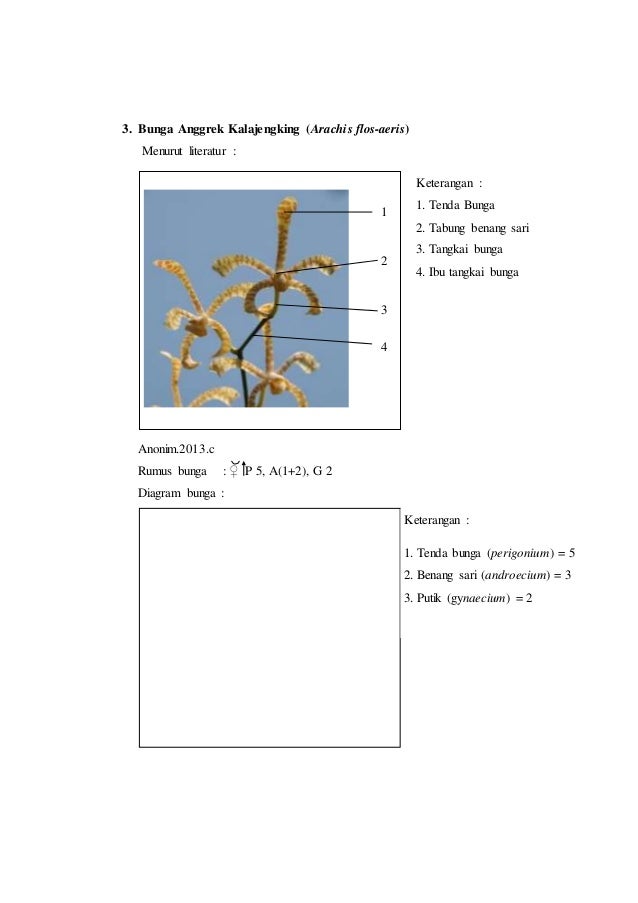 Detail Gambar Bunga Anggrek Beserta Keterangannya Nomer 15