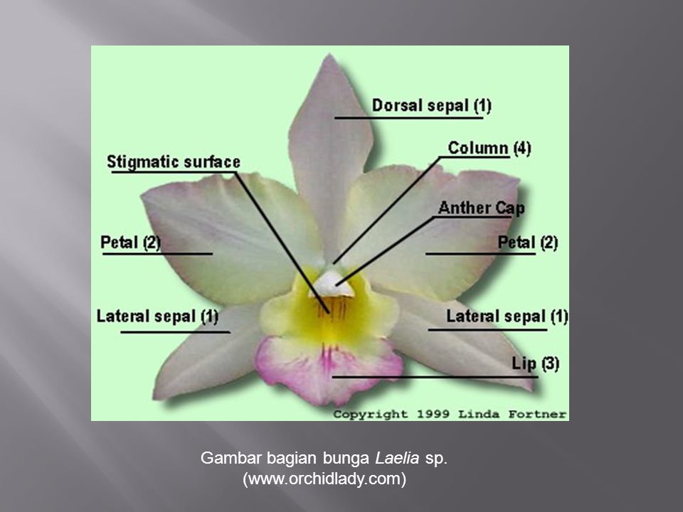 Detail Gambar Bunga Anggrek Beserta Keterangannya Nomer 5