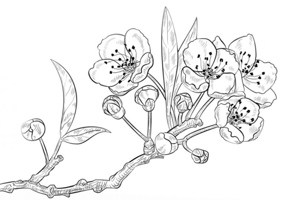 Detail Gambar Bunga Anggrek Untuk Mewarnai Nomer 15