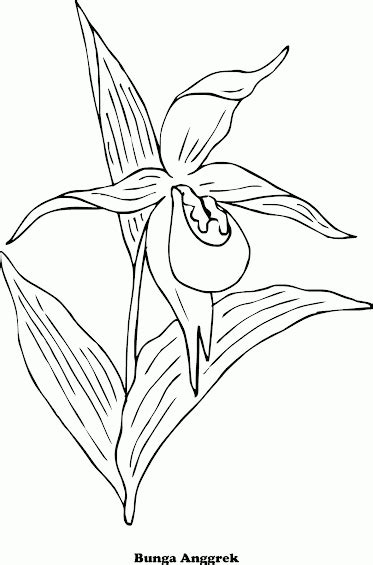 Detail Gambar Bunga Anggrek Untuk Mewarnai Nomer 22