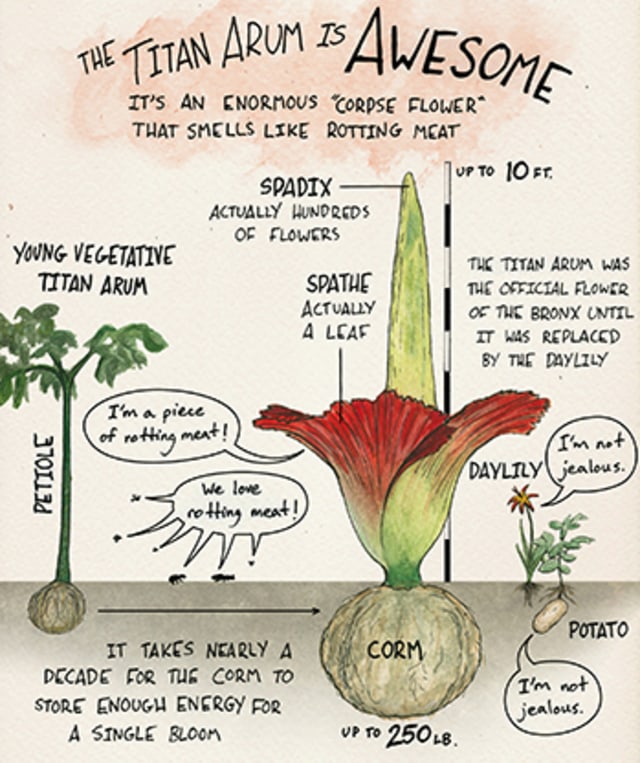 Detail Gambar Bunga Bangkai Dan Penjelasannya Nomer 3