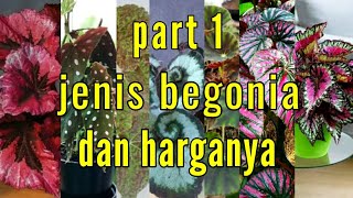 Detail Gambar Bunga Begonia Dan Harganya Nomer 10