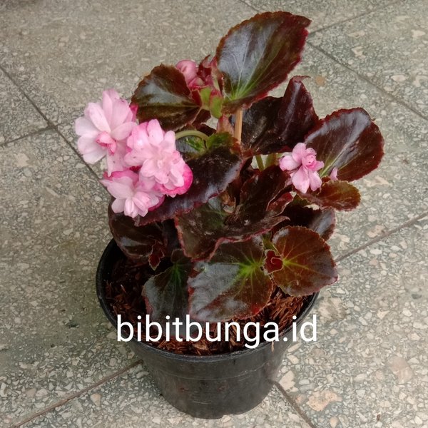 Detail Gambar Bunga Begonia Dan Harganya Nomer 12