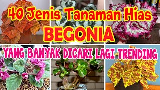 Detail Gambar Bunga Begonia Dan Harganya Nomer 16