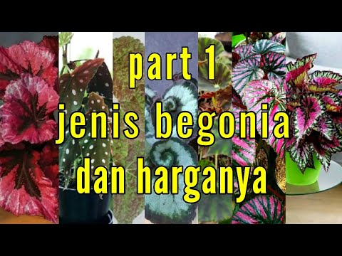 Detail Gambar Bunga Begonia Dan Harganya Nomer 21