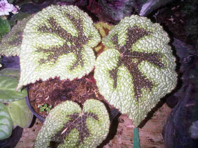 Detail Gambar Bunga Begonia Dan Harganya Nomer 26