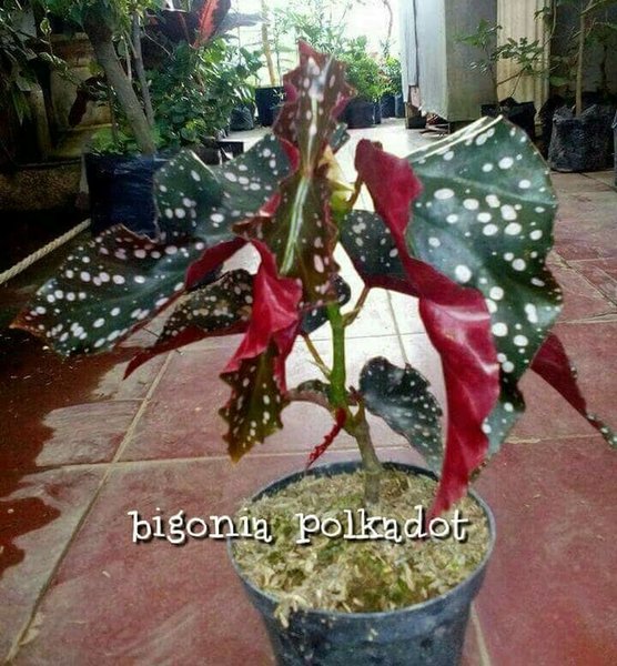 Detail Gambar Bunga Begonia Dan Harganya Nomer 50