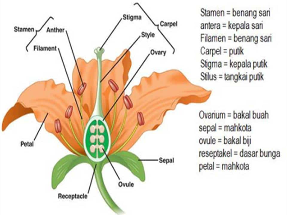 Detail Gambar Bunga Beserta Bagian Bagiannya Nomer 22