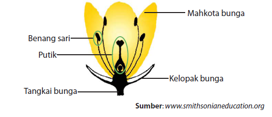 Detail Gambar Bunga Beserta Bagian Bagiannya Nomer 36