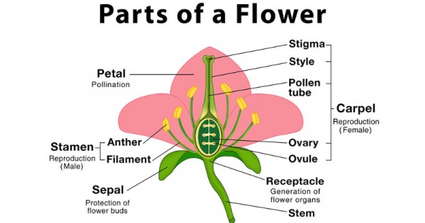 Detail Gambar Bunga Beserta Bagian Bagiannya Dan Fungsinya Nomer 12