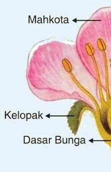 Detail Gambar Bunga Beserta Bagiannya Nomer 22