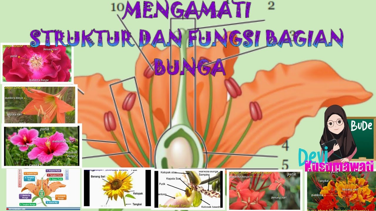 Detail Gambar Bunga Beserta Bagiannya Dan Fungsinya Nomer 31