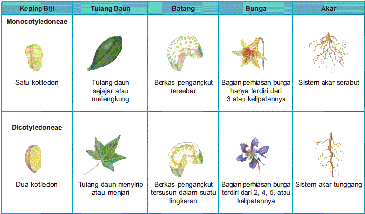 Detail Gambar Bunga Beserta Bahasa Latinnya Nomer 11