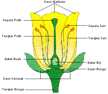Detail Gambar Bunga Beserta Cara Penyerbukannya Nomer 29