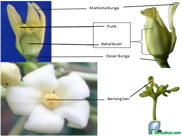 Detail Gambar Bunga Beserta Cara Penyerbukannya Nomer 47