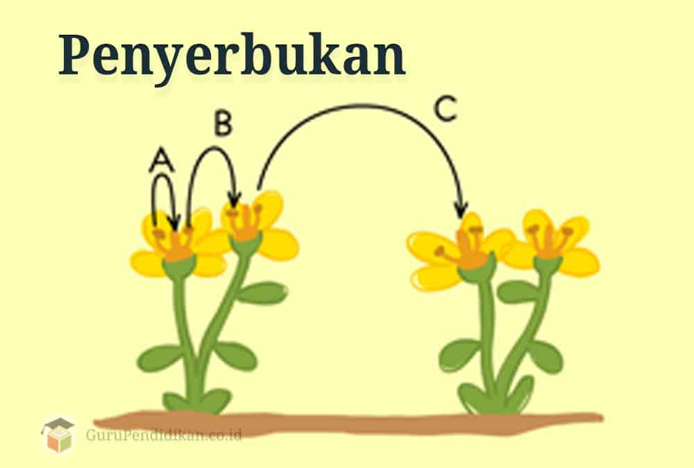 Detail Gambar Bunga Beserta Cara Penyerbukannya Nomer 6