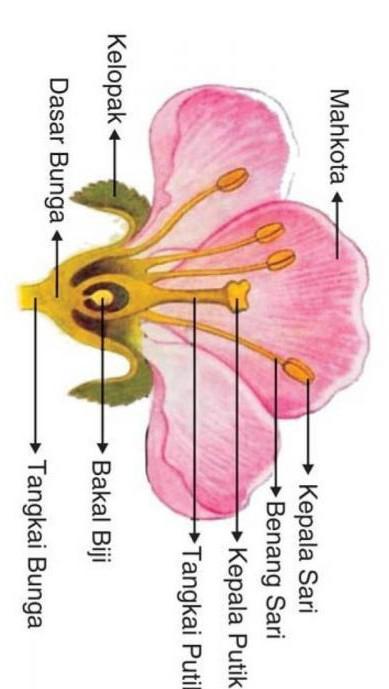 Detail Gambar Bunga Beserta Fungsinya Nomer 23