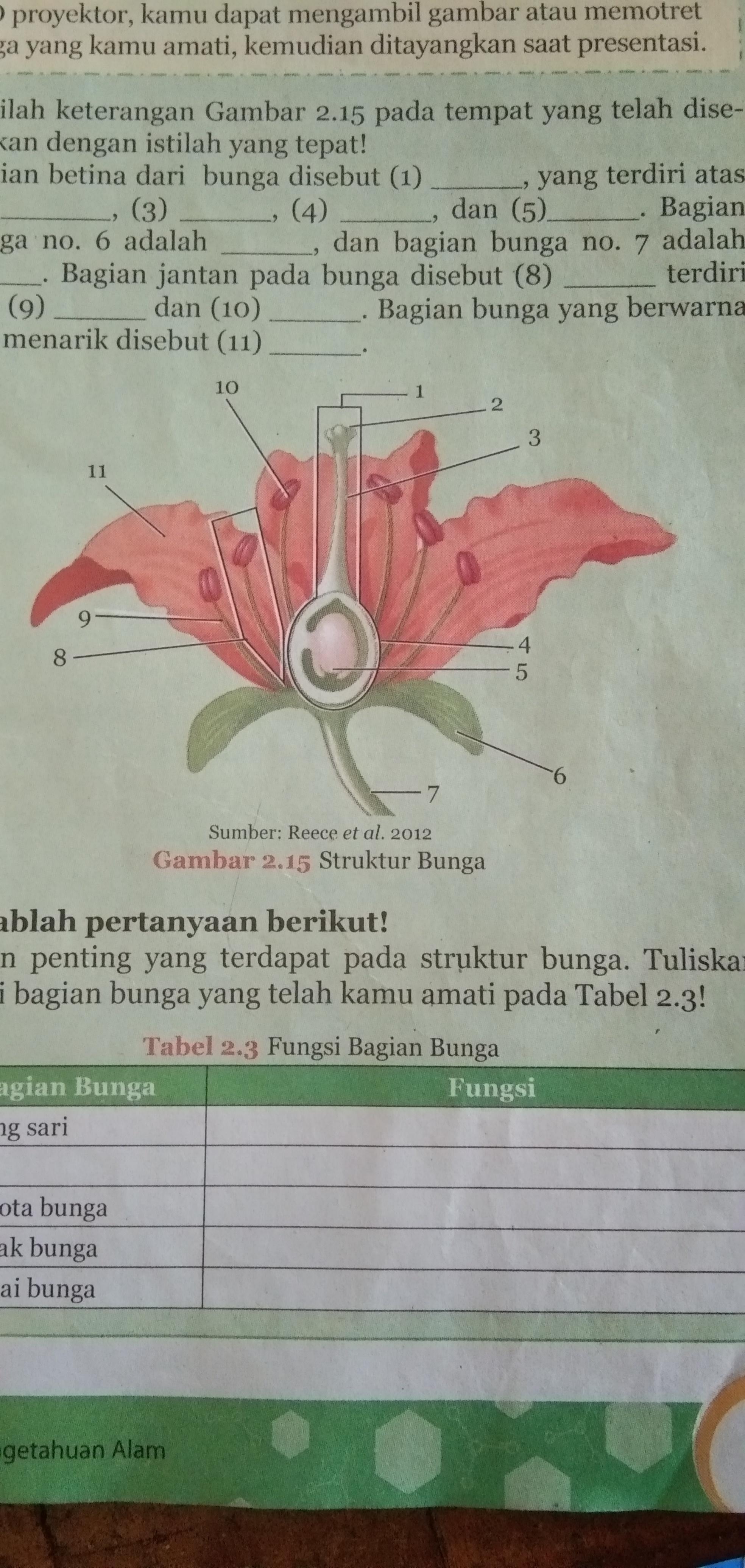 Detail Gambar Bunga Beserta Fungsinya Nomer 41