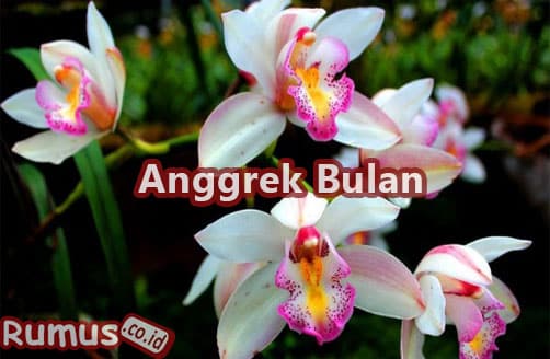 Detail Gambar Bunga Beserta Nama Latinnya Nomer 46