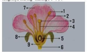Detail Gambar Bunga Beserta Strukturnya Nomer 28