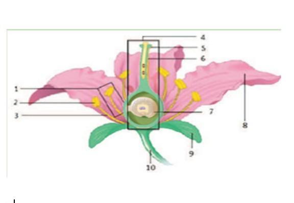 Detail Gambar Bunga Beserta Strukturnya Nomer 36