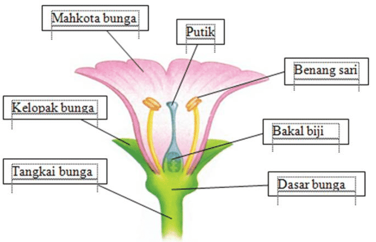 Detail Gambar Bunga Bougenville Beserta Bagiannya Nomer 7