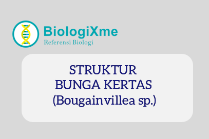 Detail Gambar Bunga Bougenville Beserta Bagiannya Nomer 19