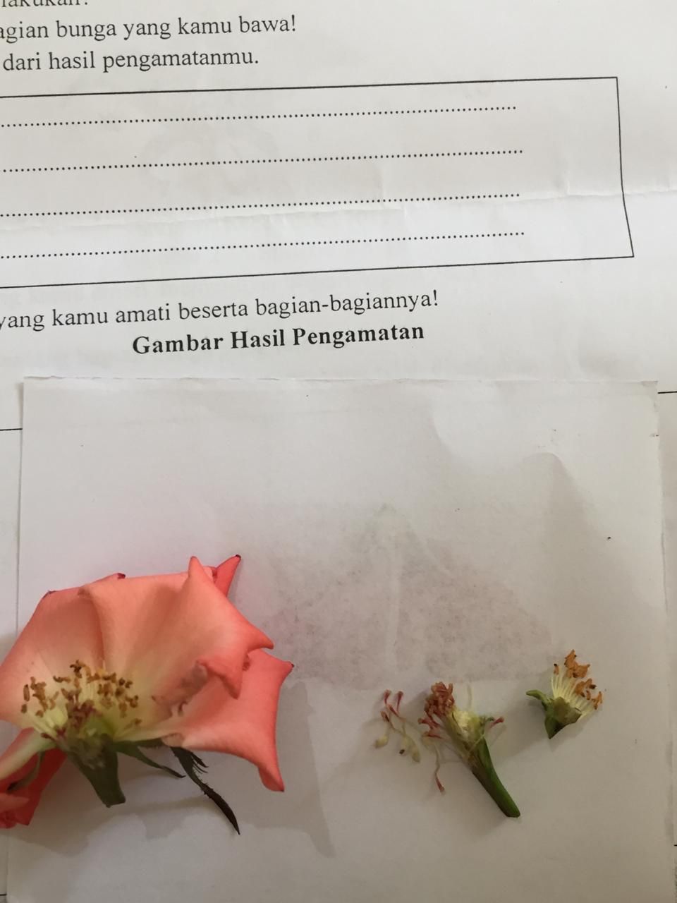 Detail Gambar Bunga Bougenville Beserta Bagiannya Nomer 24