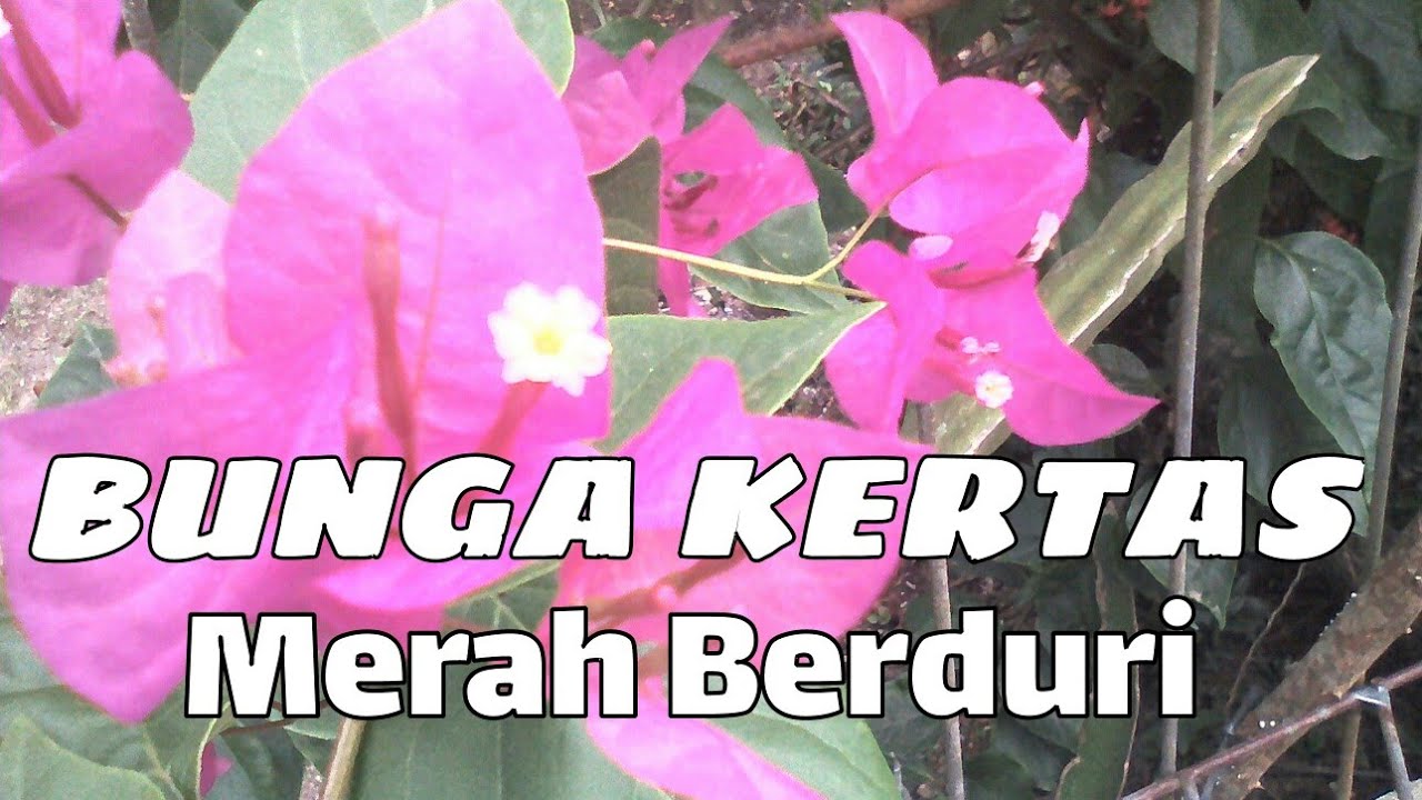 Detail Gambar Bunga Bougenville Beserta Bagiannya Nomer 30