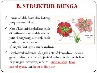 Detail Gambar Bunga Bougenville Beserta Bagiannya Nomer 6