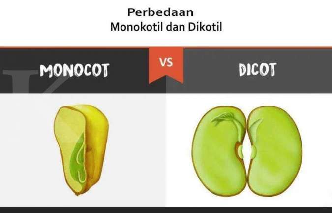 Detail Gambar Bunga Buah Dan Daun Beserta Keterangannya Nomer 25