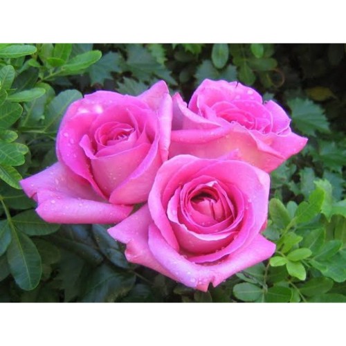 Download Gambar Bunga Cantik Untuk Pp Wa Nomer 26