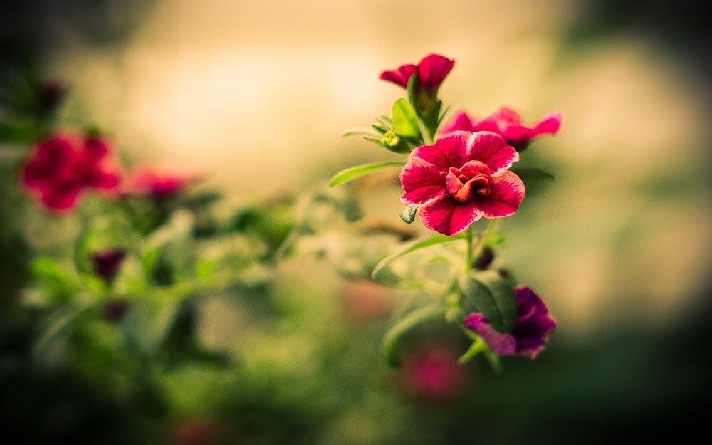 Gambar Bunga Cantik Untuk Profil Wa - KibrisPDR