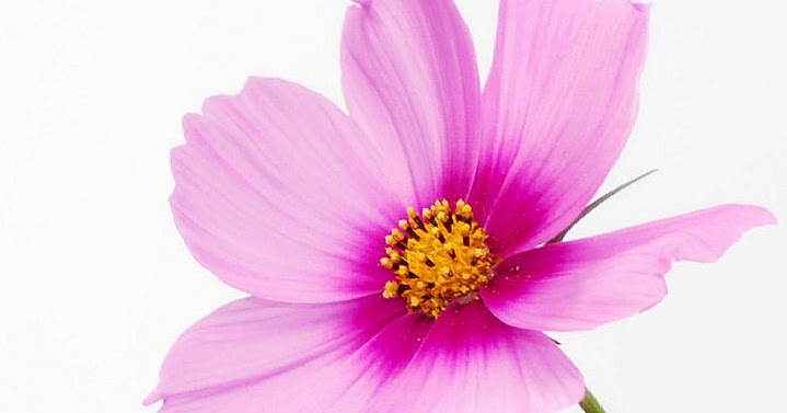 Detail Gambar Bunga Cantik Untuk Profil Wa Nomer 41