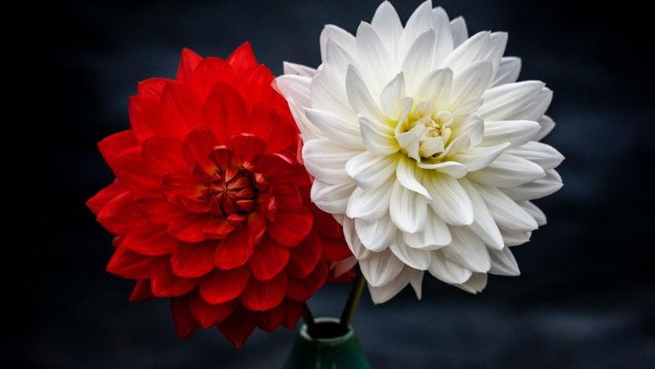 Detail Gambar Bunga Dahlia Adalah Nomer 15