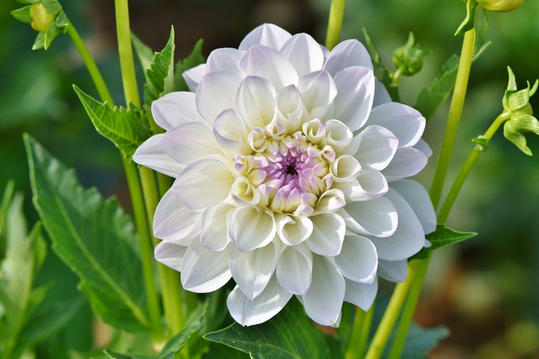 Detail Gambar Bunga Dahlia Adalah Nomer 16