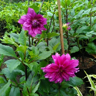 Detail Gambar Bunga Dahlia Adalah Nomer 17