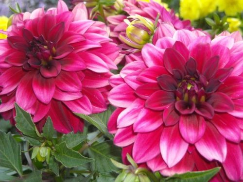 Detail Gambar Bunga Dahlia Adalah Nomer 22