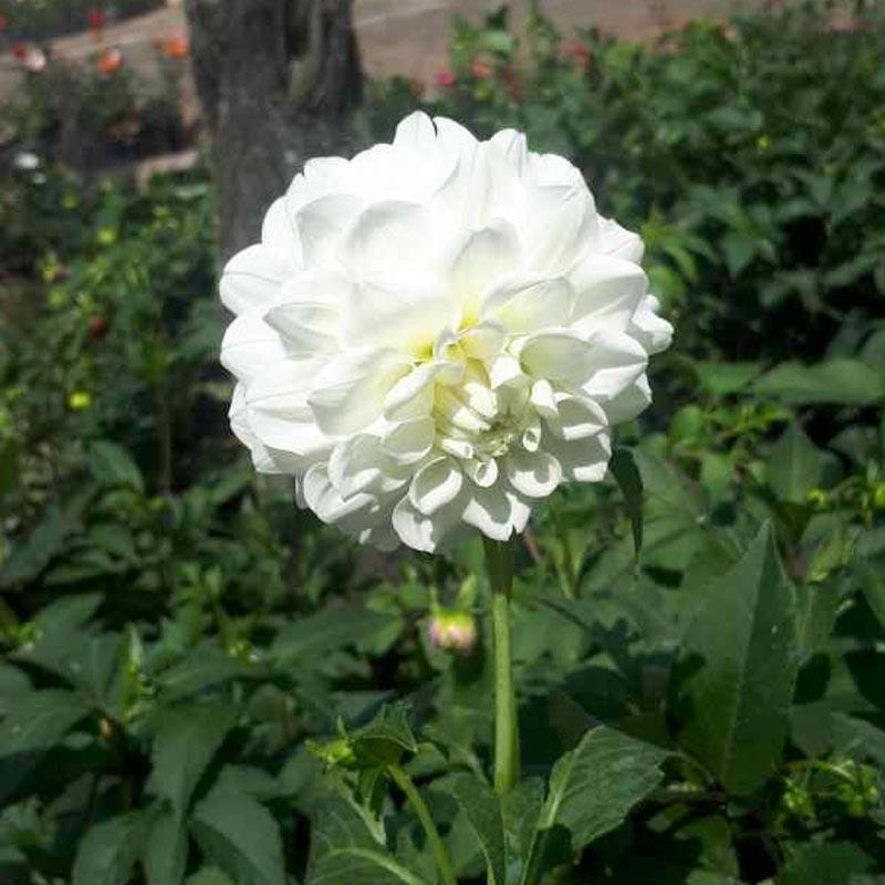 Detail Gambar Bunga Dahlia Adalah Nomer 34