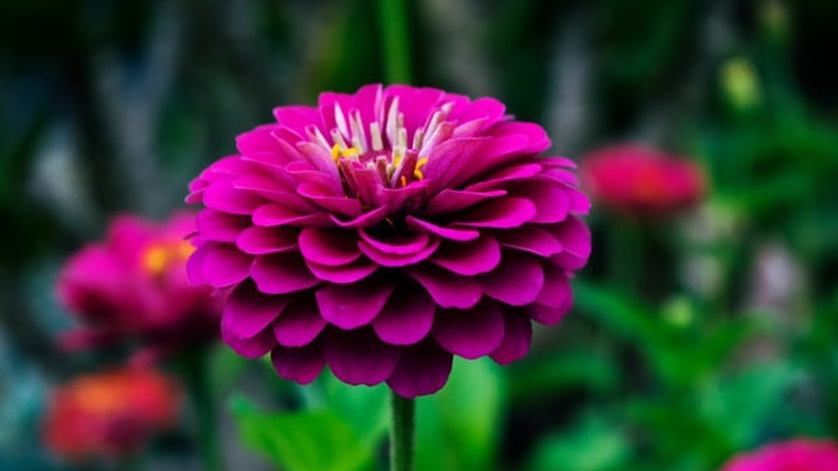 Detail Gambar Bunga Dahlia Adalah Nomer 3