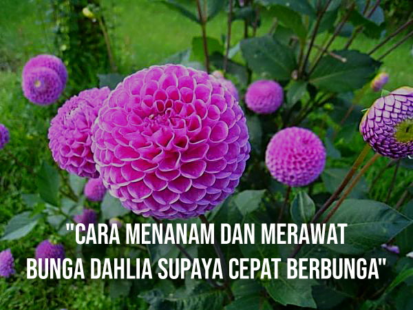 Detail Gambar Bunga Dahlia Adalah Nomer 45