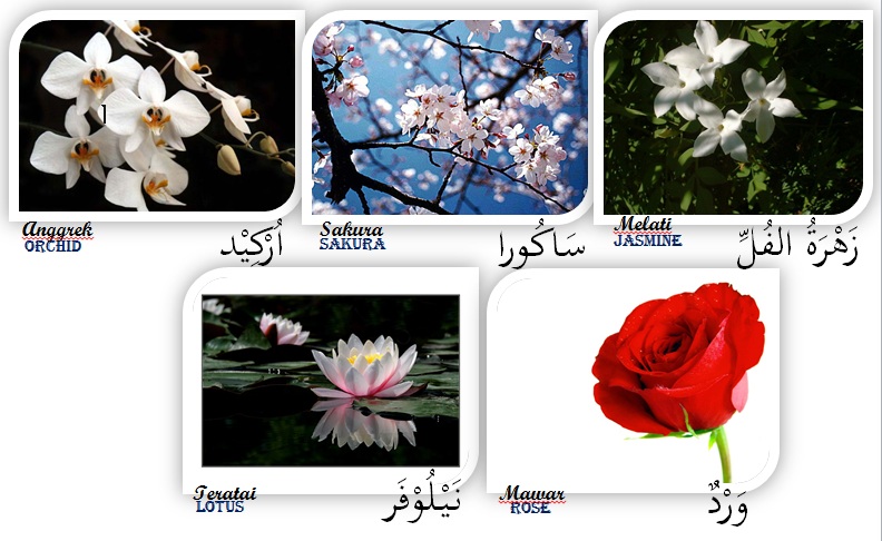 Detail Gambar Bunga Dalam Bahasa Arab Nomer 6