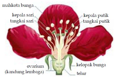 Detail Gambar Bunga Dan Bagian Bagiannya Beserta Fungsi Dari Bagian Tersebut Nomer 20