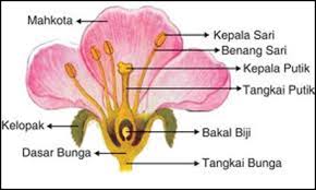 Detail Gambar Bunga Dan Bagian Bagiannya Beserta Fungsi Dari Bagian Tersebut Nomer 5