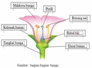 Detail Gambar Bunga Dan Bagian Bagiannya Beserta Fungsi Dari Bagian Tersebut Nomer 7