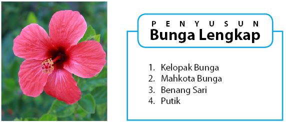 Detail Gambar Bunga Dan Bagian Bagiannya Dalam Bahasa Inggris Nomer 25